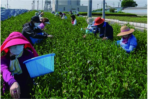お茶摘みの様子