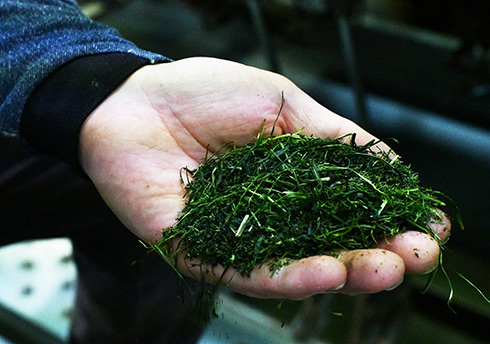 製茶途中の新茶