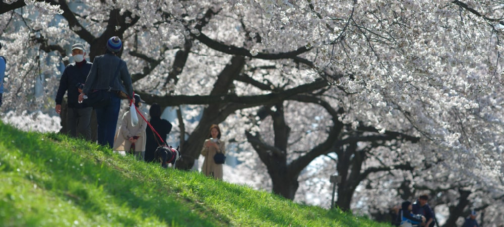 柳瀬川桜堤